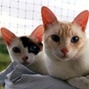 Cookie und Honey Katzen
